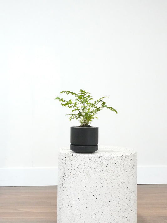 Hyde the Leatherleaf Fern, Small