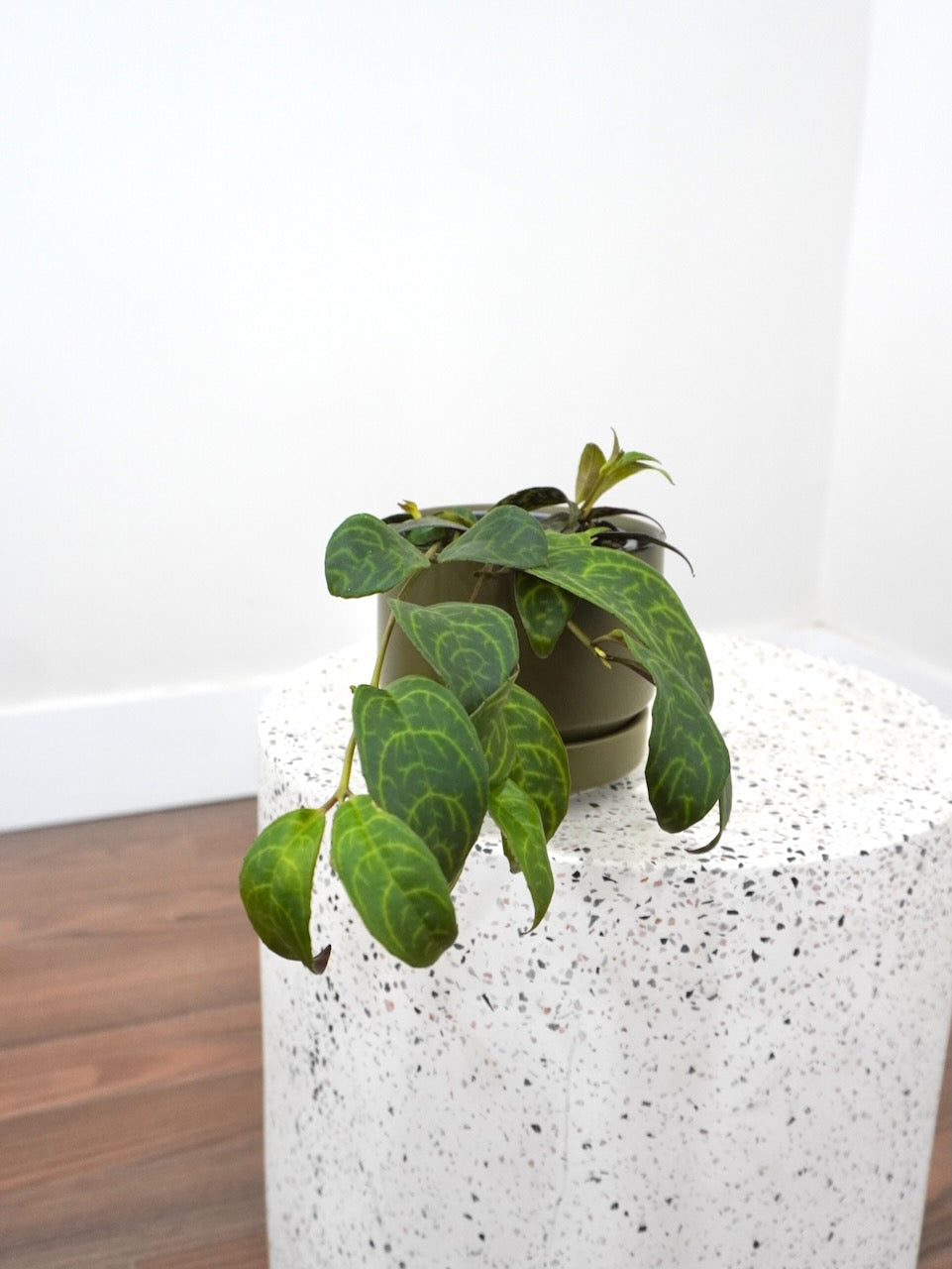 Scarlett the Lipstick Plant Black Pagoda, Small