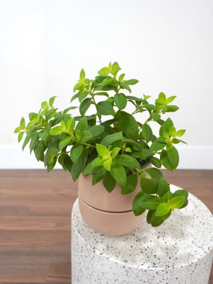 Scarlett the Lipstick Plant, Medium