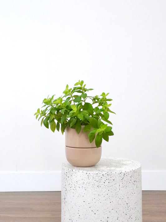 Scarlett the Lipstick Plant, Medium