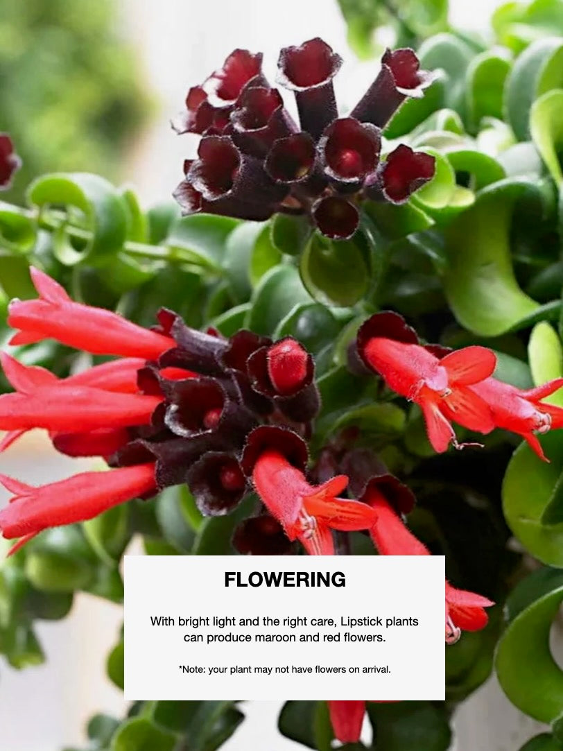 Scarlett the Lipstick Plant, Medium