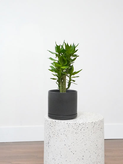 Chan the Lucky Bamboo, Medium