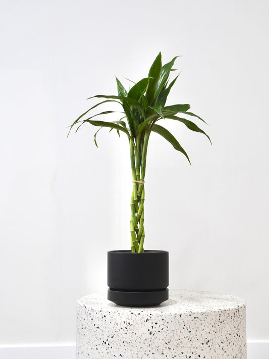 Chan the Lucky Bamboo 'Twist', Small