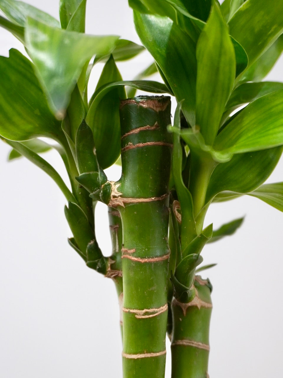 Chan the Lucky Bamboo, Small
