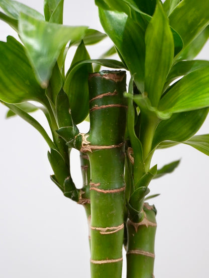 Chan the Lucky Bamboo, Small