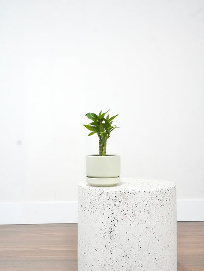 Chan the Lucky Bamboo, Small