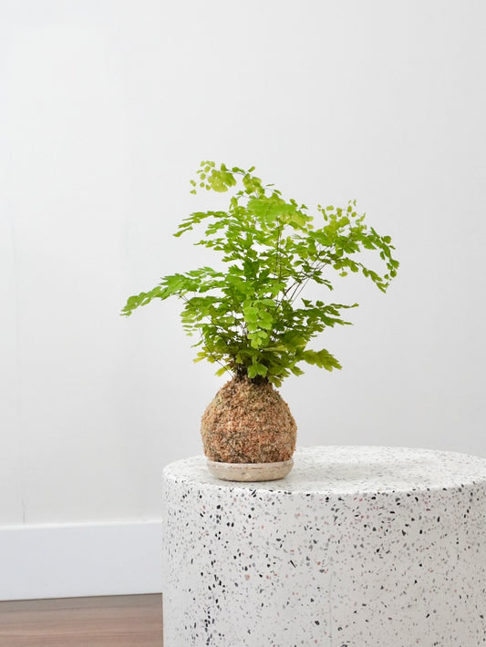 Marian the Maidenhair Fern 'Kokedama', Small