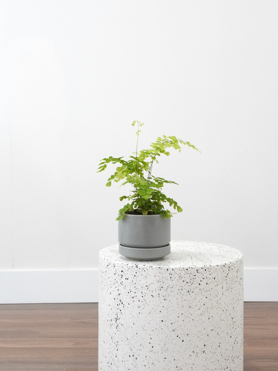 Maidenhair Fern, Small