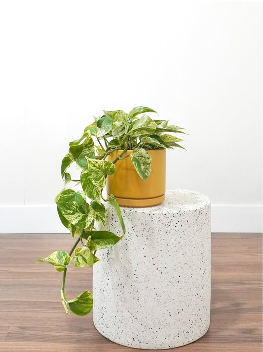 Jab-Jab the Pothos 'Marble Queen', Medium