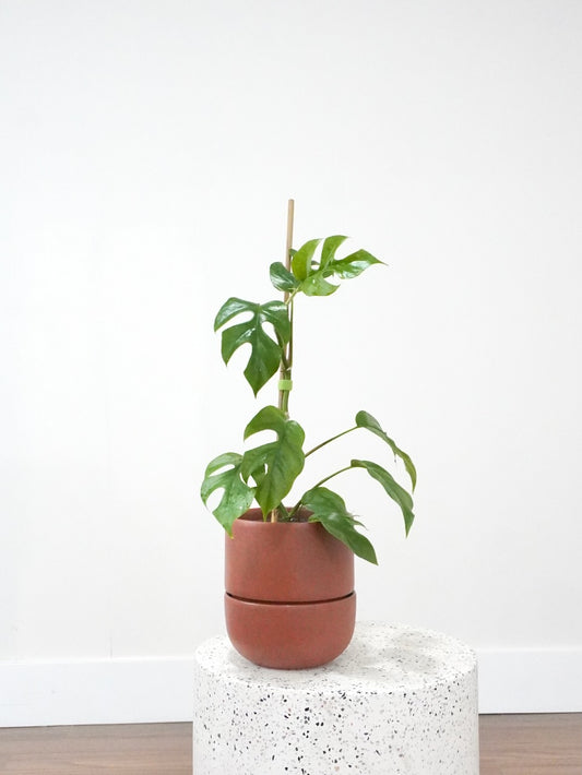 Zookie the Mini Monstera, Medium