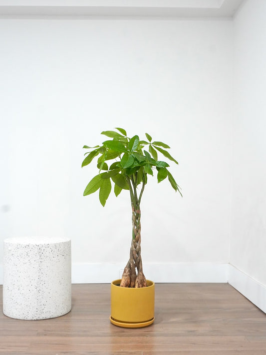 Cash the Money Tree, Large