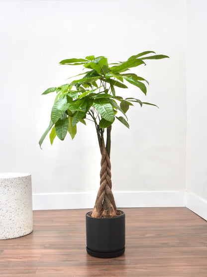 Cash the Money Tree, XL