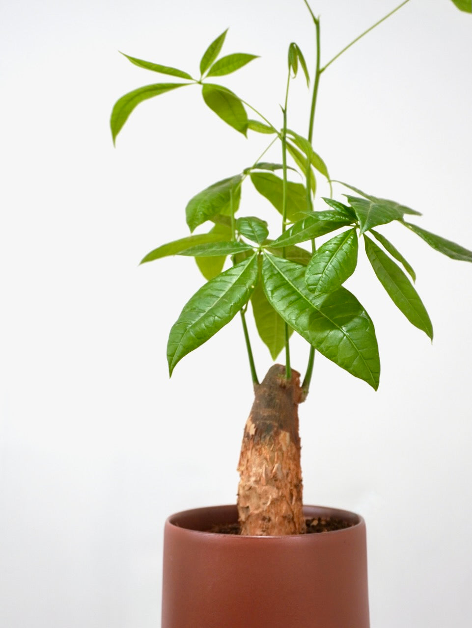 Cash the Money Tree Stump, Medium