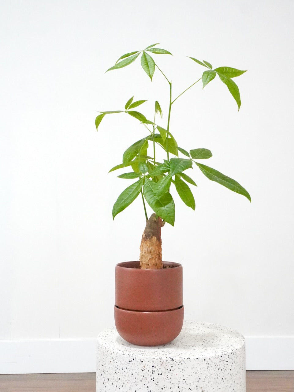 Cash the Money Tree Stump, Medium