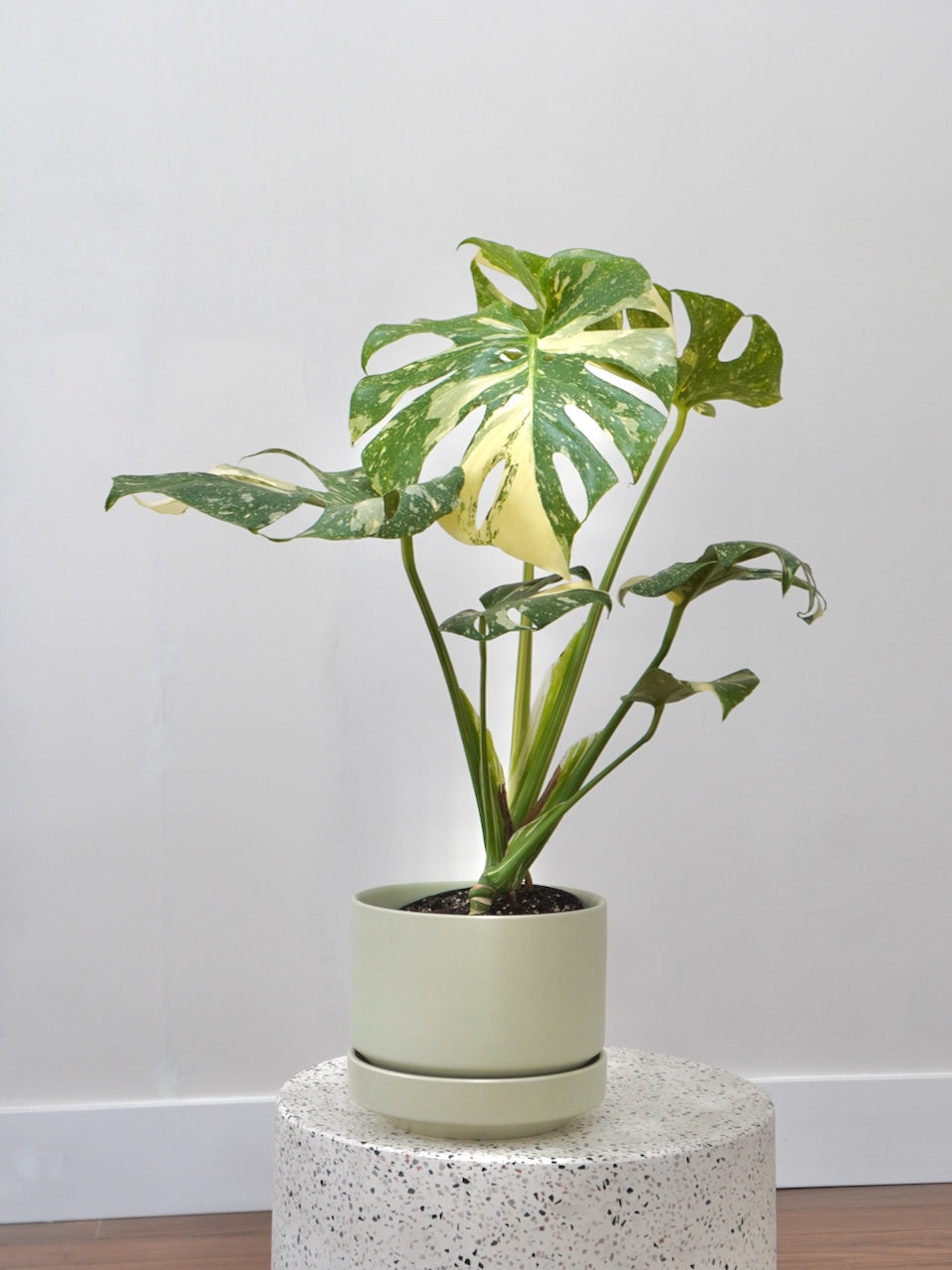 Zilla the Monstera Deliciosa 'Thai Constellation', Medium