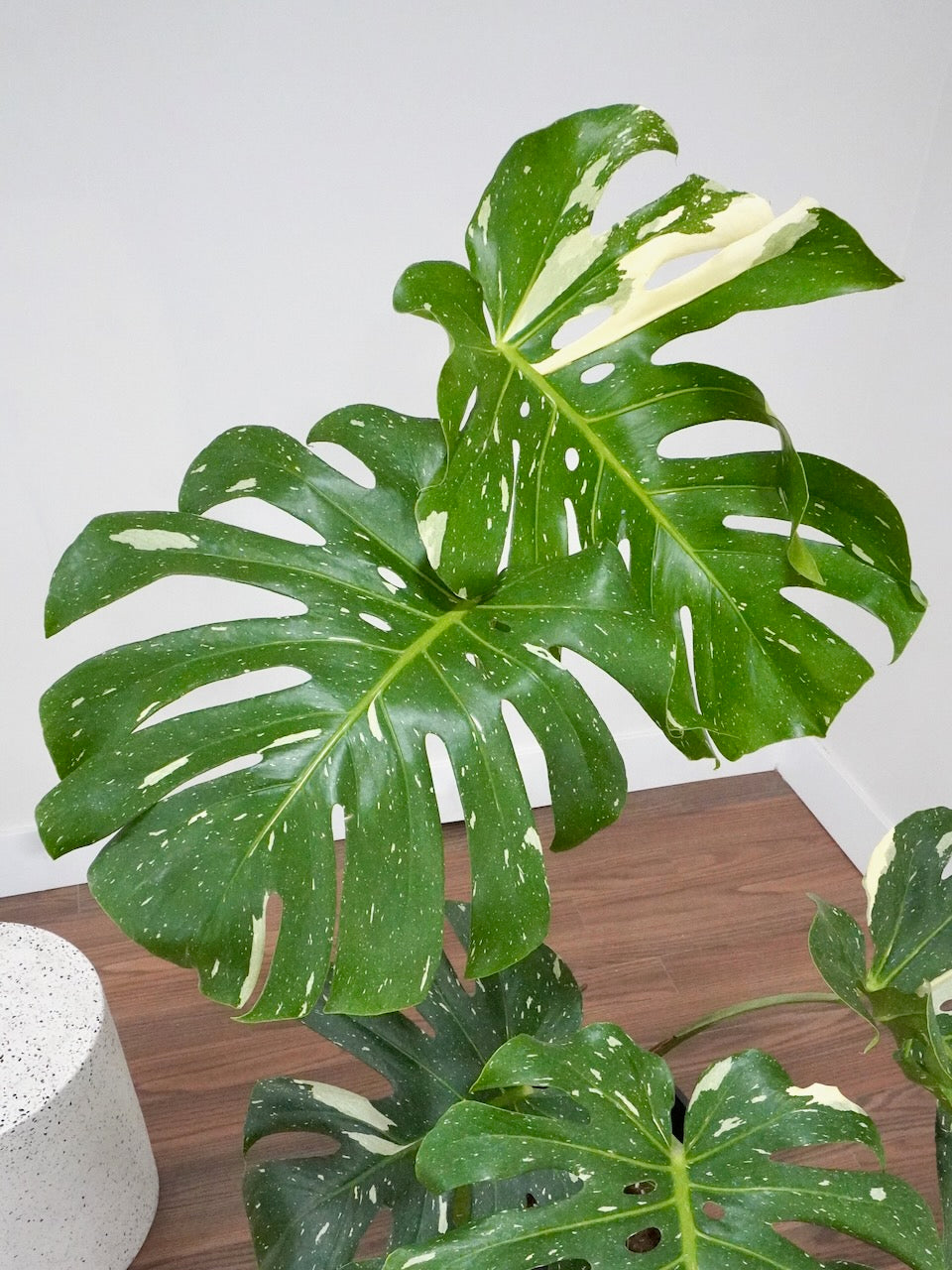 Zilla the Monstera Deliciosa 'Thai Constellation', XL