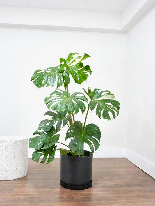 Zilla the Monstera Deliciosa 'Thai Constellation', XL