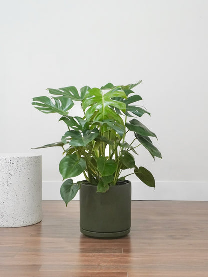 Zilla the Monstera Deliciosa, XL