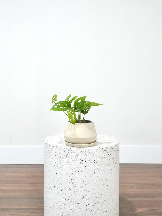 Rafiki the Monstera Adansonii, Small