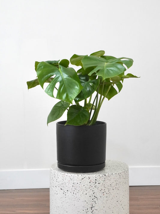 Zilla the Monstera Deliciosa, Large