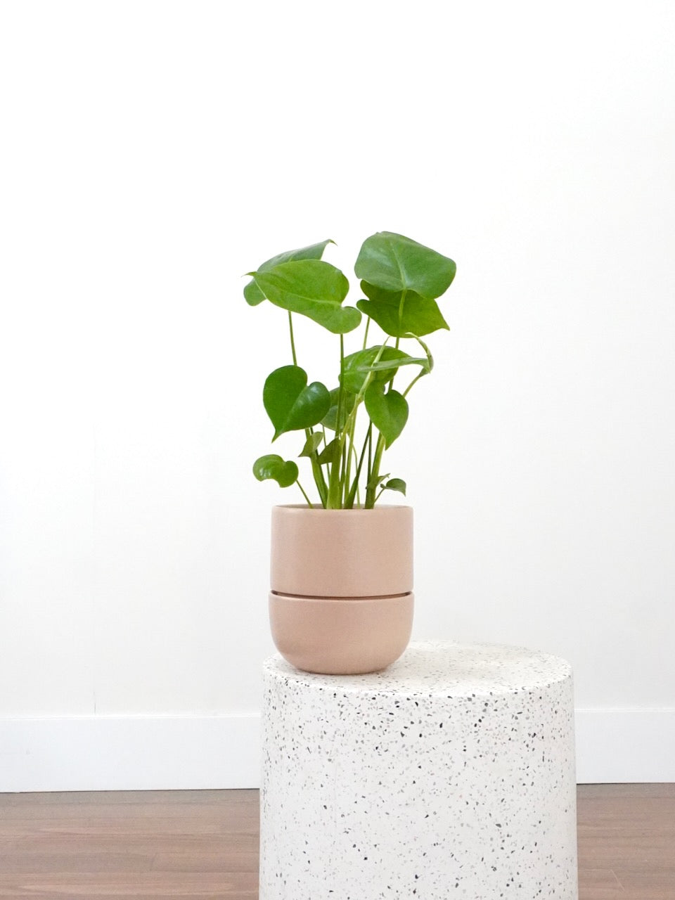 Zilla the Monstera Deliciosa, Medium
