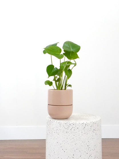 Zilla the Monstera Deliciosa, Medium