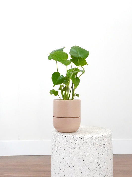 Zilla the Monstera Deliciosa, Medium