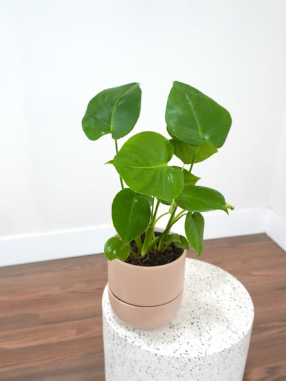 Zilla the Monstera Deliciosa, Medium