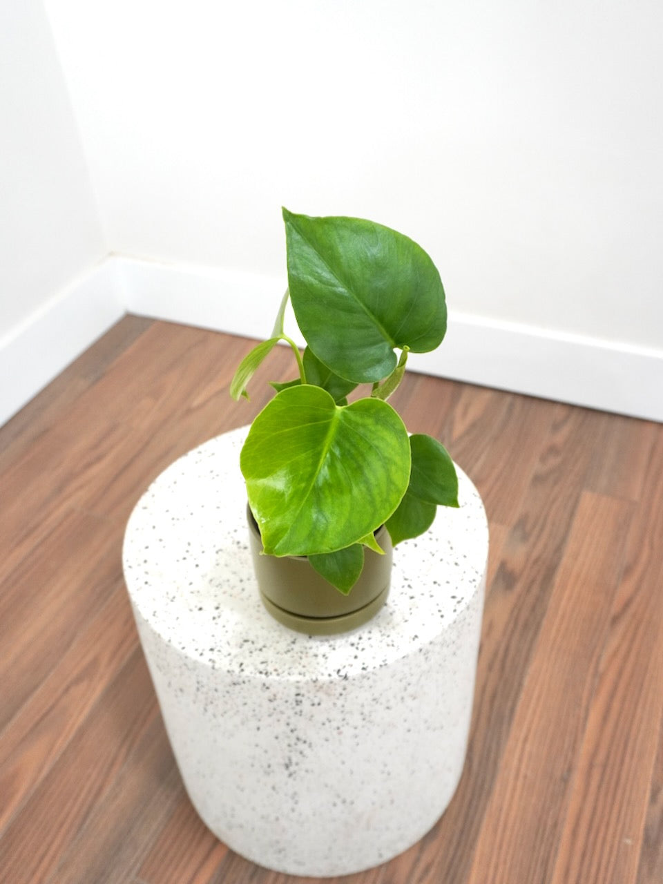 Zilla the Monstera Deliciosa, Small