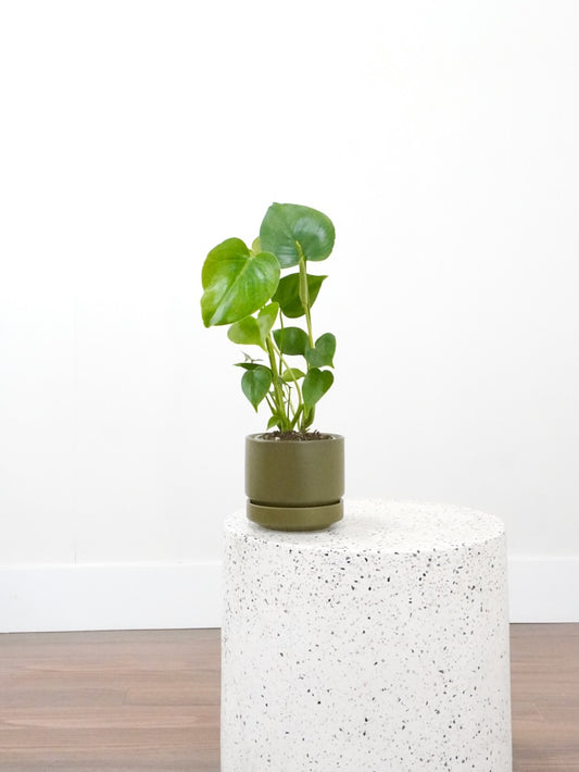 Zilla the Monstera Deliciosa, Small