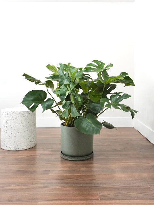 Zilla the Monstera Deliciosa, XL Plus