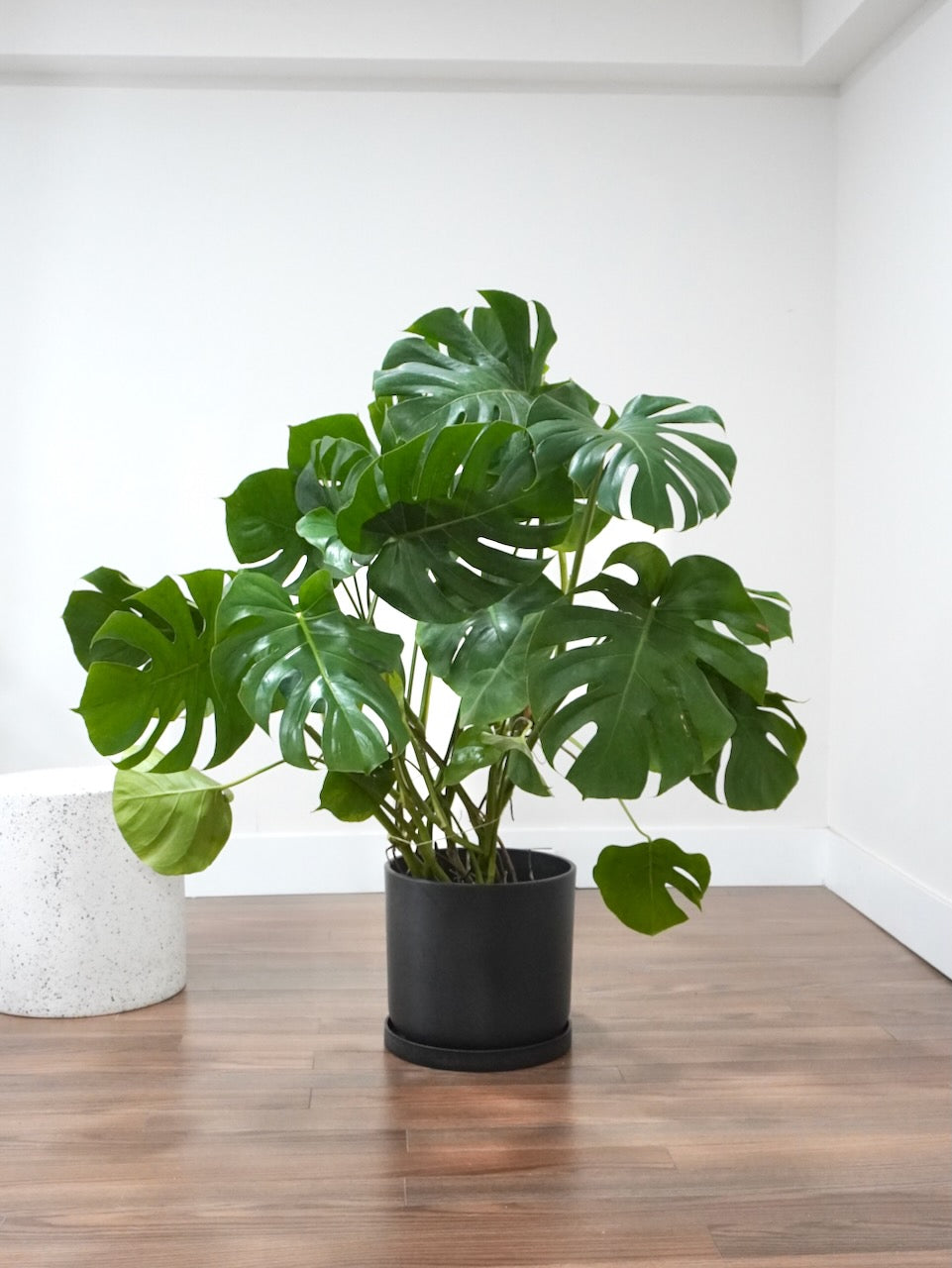 Zilla the Monstera Deliciosa, XL Tall