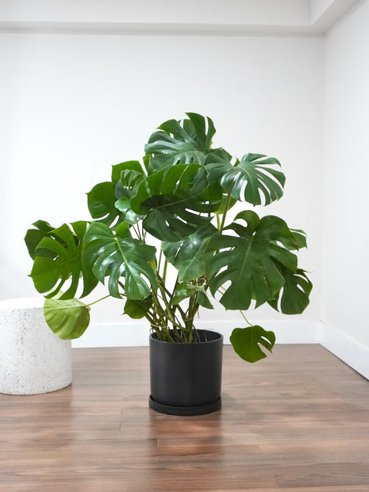 Zilla the Monstera Deliciosa, XL