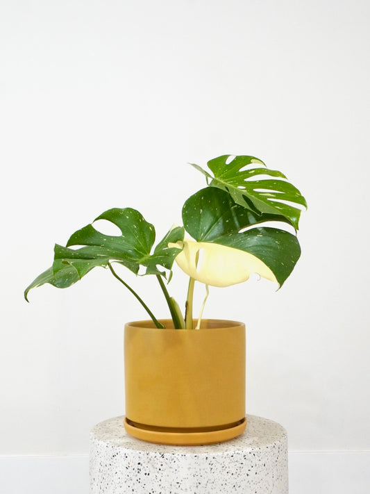 Zilla the Monstera Deliciosa 'Thai Constellation', Large