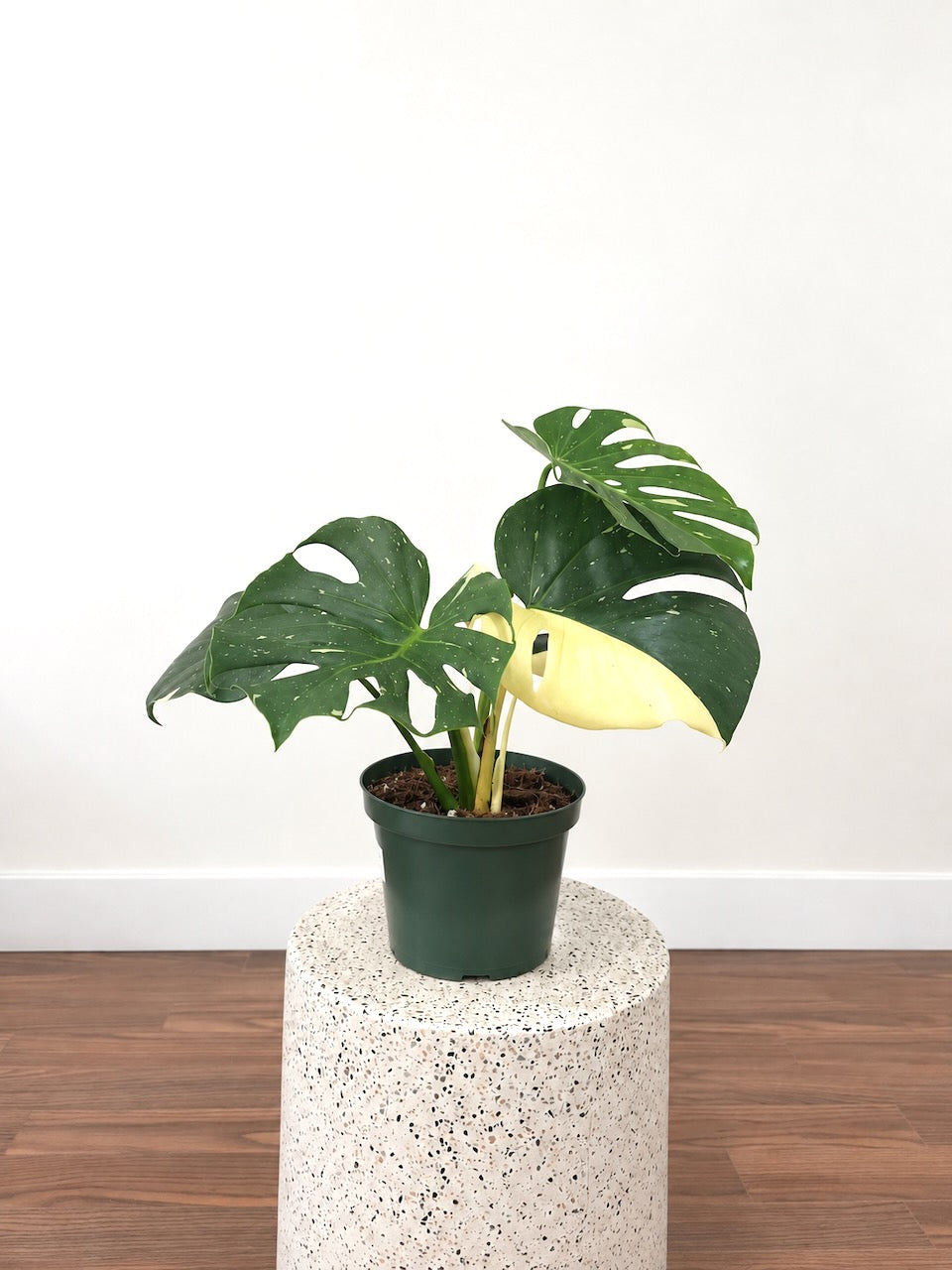 Zilla the Monstera Deliciosa 'Thai Constellation', Large