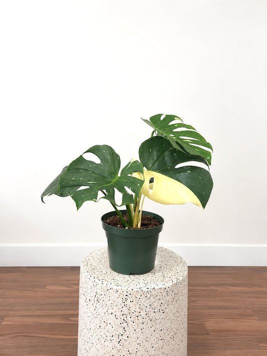 Zilla the Monstera Deliciosa 'Thai Constellation', Large