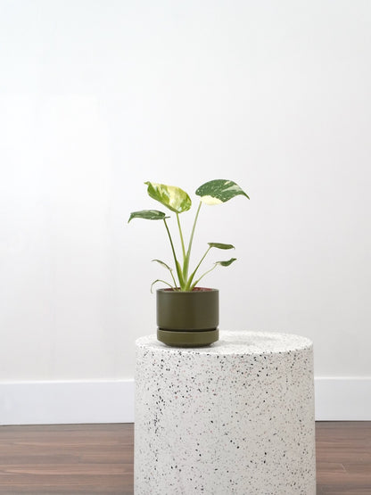 Zilla the Monstera Deliciosa 'Thai Constellation', Small