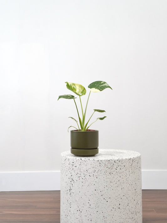 Zilla the Monstera Deliciosa 'Thai Constellation', Small *Special*