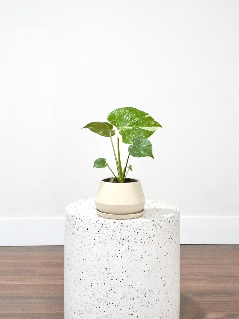 Zilla the Monstera Deliciosa 'Thai Constellation', Small