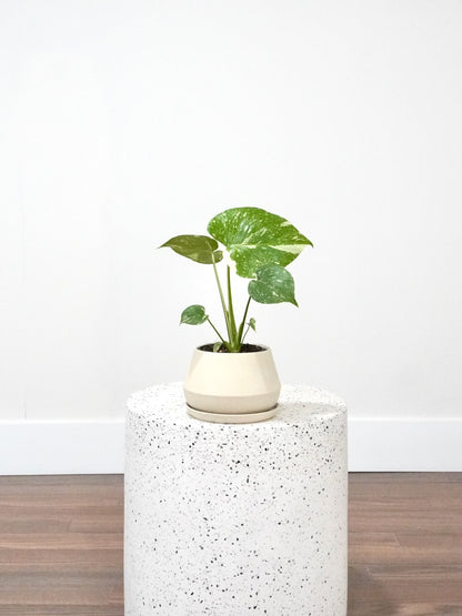 Zilla the Monstera Deliciosa 'Thai Constellation', Small