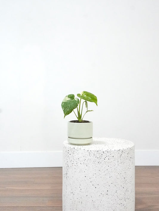 Zilla the Monstera Deliciosa 'Thai Constellation', Small