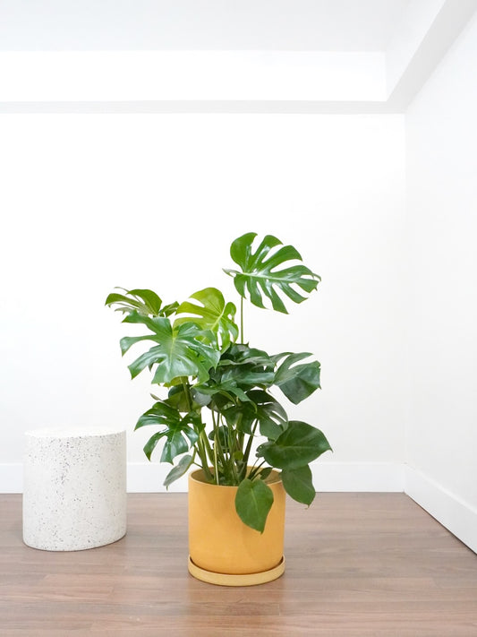 Zilla the Monstera Deliciosa, XL