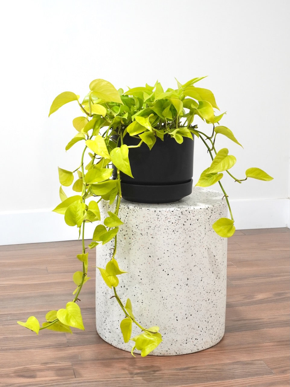 Jab-Jab the Neon Pothos, Large