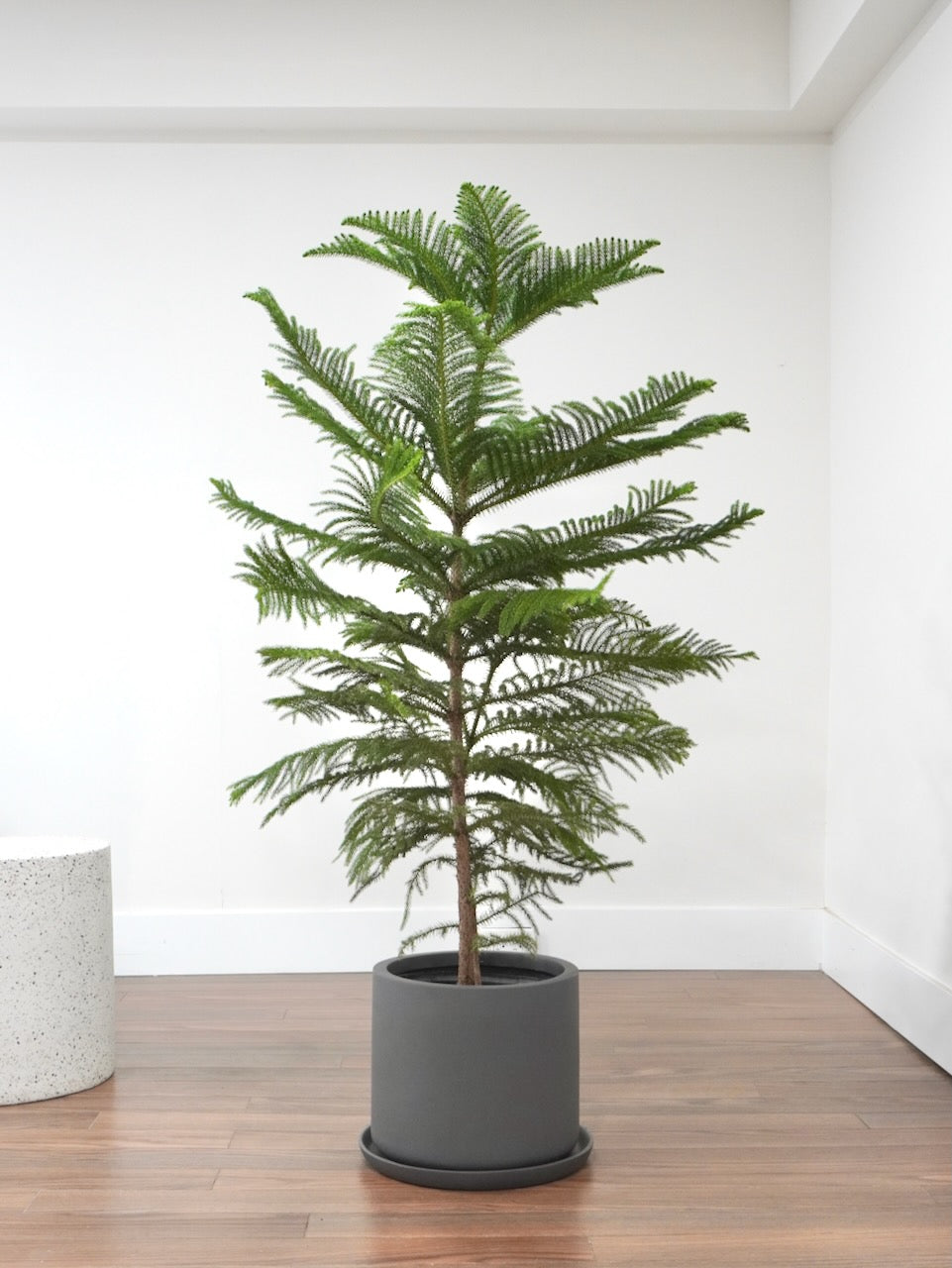 Norfolk Pine Tree, XL