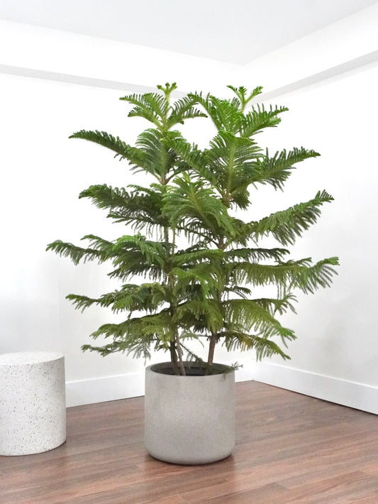 Norfolk Pine Tree, XXL