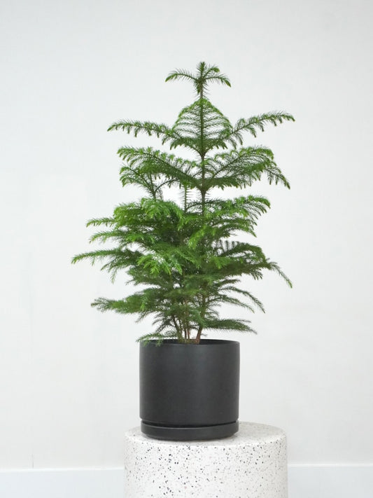Noel the Norfolk Pine, Large