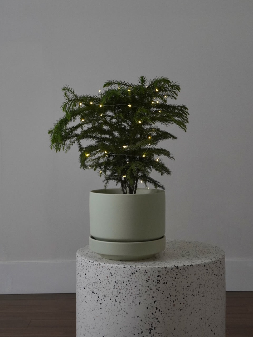 Noel the Norfolk Pine, Medium
