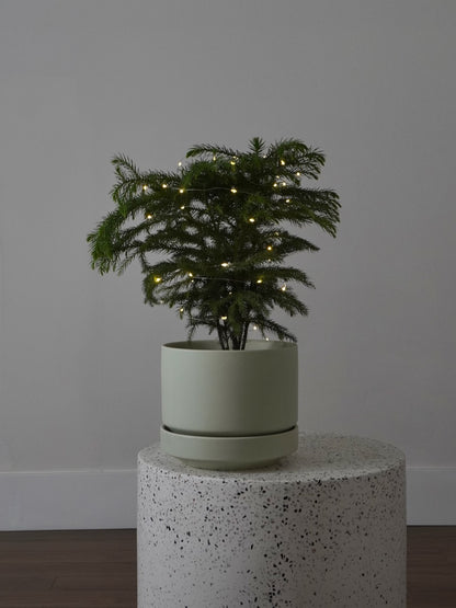 Noel the Norfolk Pine, Medium