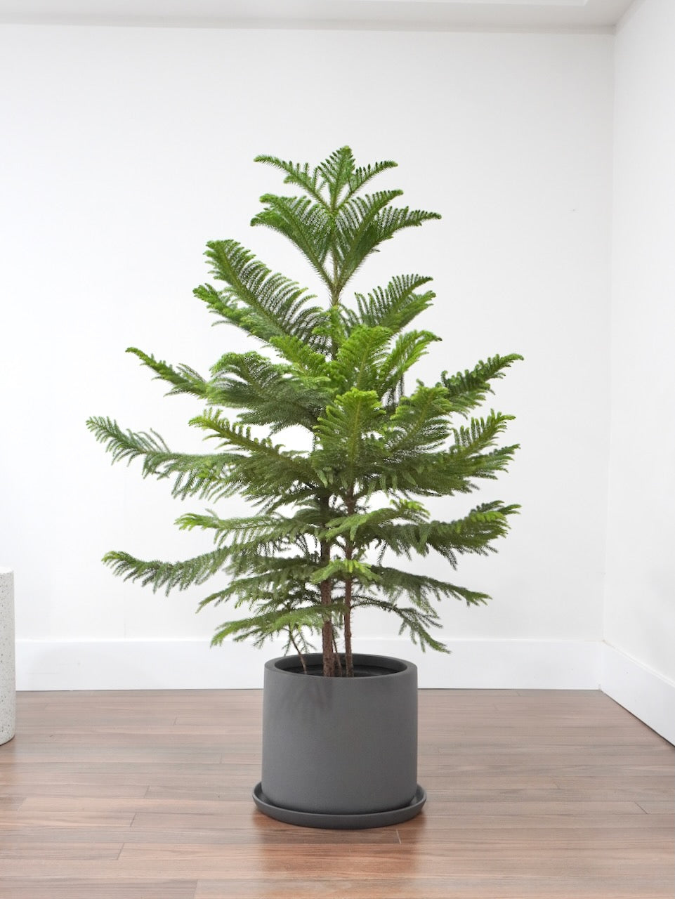 Noel the Norfolk Pine Tree, XL