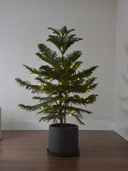 Noel the Norfolk Pine Tree, XL